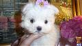 maltese puppy posted by BeautifulPuppies