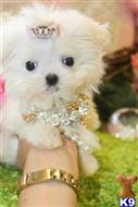 maltese puppy posted by BeautifulPuppies