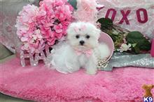 maltese puppy posted by BeautifulPuppies