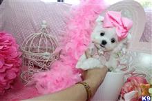 maltese puppy posted by BeautifulPuppies