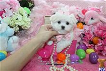 maltese puppy posted by BeautifulPuppies
