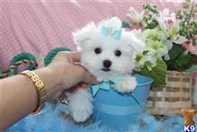maltese puppy posted by BeautifulPuppies