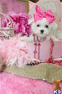 maltese puppy posted by BeautifulPuppies