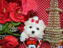 maltese puppy posted by BeautifulPuppies