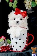 maltese puppy posted by BeautifulPuppies