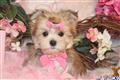 mixed breed puppy posted by BeautifulPuppies