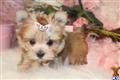 mixed breed puppy posted by BeautifulPuppies