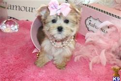 mixed breed puppy posted by BeautifulPuppies