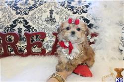 mixed breed puppy posted by BeautifulPuppies