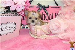 mixed breed puppy posted by BeautifulPuppies