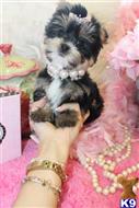 mixed breed puppy posted by BeautifulPuppies