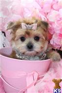 mixed breed puppy posted by BeautifulPuppies