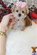 mixed breed puppy posted by BeautifulPuppies