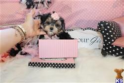 mixed breed puppy posted by BeautifulPuppies