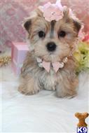 mixed breed puppy posted by BeautifulPuppies