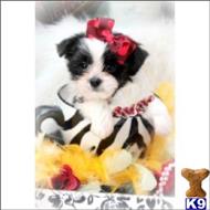 mixed breed puppy posted by BeautifulPuppies
