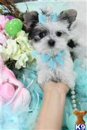 mixed breed puppy posted by BeautifulPuppies