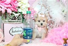 mixed breed puppy posted by BeautifulPuppies