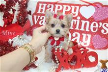 mixed breed puppy posted by BeautifulPuppies
