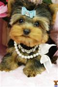 yorkshire terrier puppy posted by BeautifulPuppies