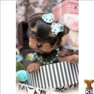 yorkshire terrier puppy posted by BeautifulPuppies
