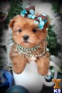 yorkshire terrier puppy posted by BeautifulPuppies