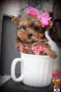 yorkshire terrier puppy posted by BeautifulPuppies