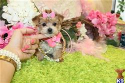 yorkshire terrier puppy posted by BeautifulPuppies