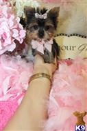 yorkshire terrier puppy posted by BeautifulPuppies