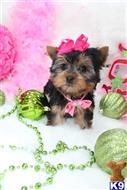 yorkshire terrier puppy posted by BeautifulPuppies