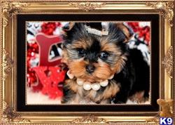 yorkshire terrier puppy posted by BeautifulPuppies