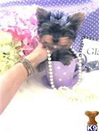 yorkshire terrier puppy posted by BeautifulPuppies