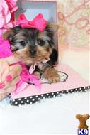 yorkshire terrier puppy posted by BeautifulPuppies