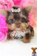 yorkshire terrier puppy posted by BeautifulPuppies