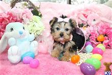 yorkshire terrier puppy posted by BeautifulPuppies