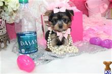 yorkshire terrier puppy posted by BeautifulPuppies