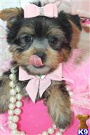 yorkshire terrier puppy posted by BeautifulPuppies