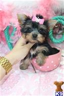 yorkshire terrier puppy posted by BeautifulPuppies