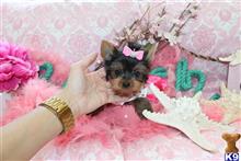 yorkshire terrier puppy posted by BeautifulPuppies