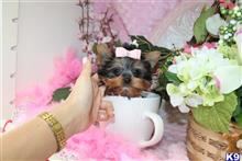 yorkshire terrier puppy posted by BeautifulPuppies