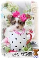 yorkshire terrier puppy posted by BeautifulPuppies