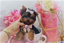 yorkshire terrier puppy posted by BeautifulPuppies