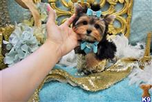 yorkshire terrier puppy posted by BeautifulPuppies
