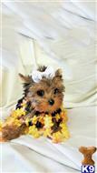 yorkshire terrier puppy posted by BeautifulPuppies