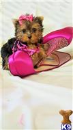 yorkshire terrier puppy posted by BeautifulPuppies