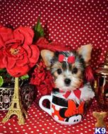 yorkshire terrier puppy posted by BeautifulPuppies