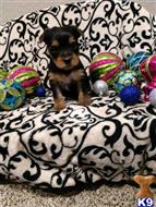 yorkshire terrier puppy posted by BeautifulPuppies