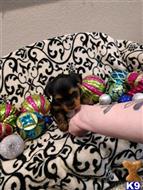 yorkshire terrier puppy posted by BeautifulPuppies