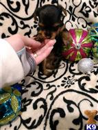 yorkshire terrier puppy posted by BeautifulPuppies
