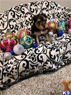 yorkshire terrier puppy posted by BeautifulPuppies